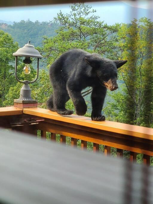 Вилла Yogi'S Den: Breathtaking Views! 3 Min To Dollywood, On 1 Acre! Севьервилл Экстерьер фото